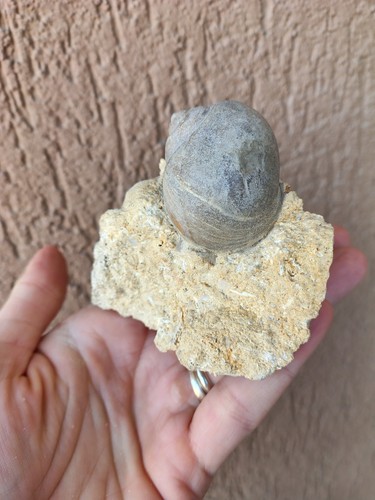 Fossili grande natica - *,