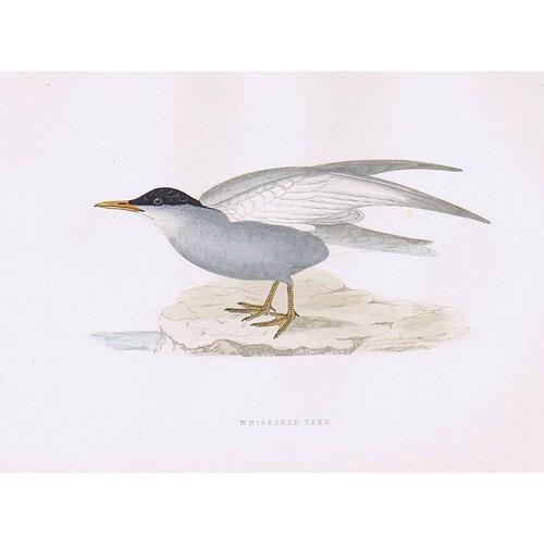 Birds whiskered tern stampa - birds,