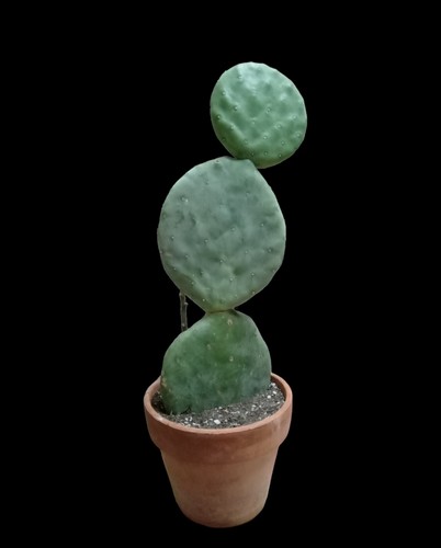 Big opuntia robusta - opuntia, robusta,