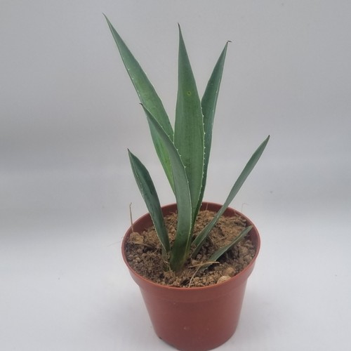 10x agave americana blu - 10x,
