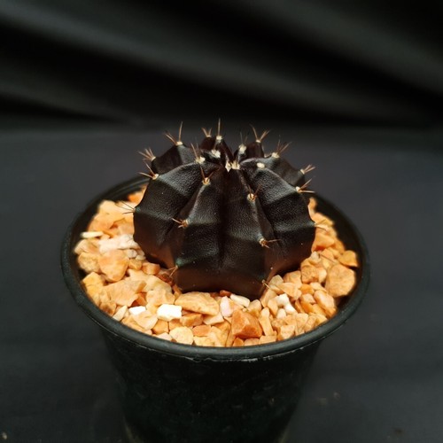 H25 gymnocalycium vedova - gymnocalycium, 'vedova