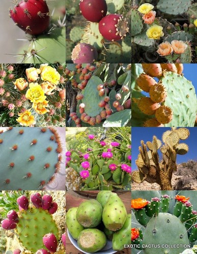 Opuntia cactus mix raro - opuntia,