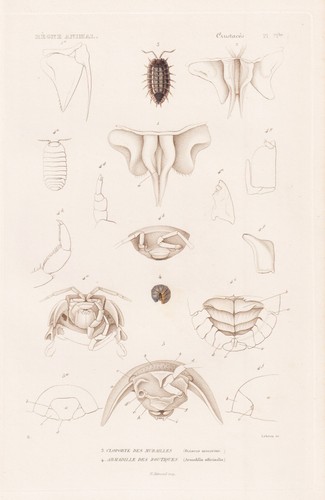 Oniscus murarius asseln - oniscus,