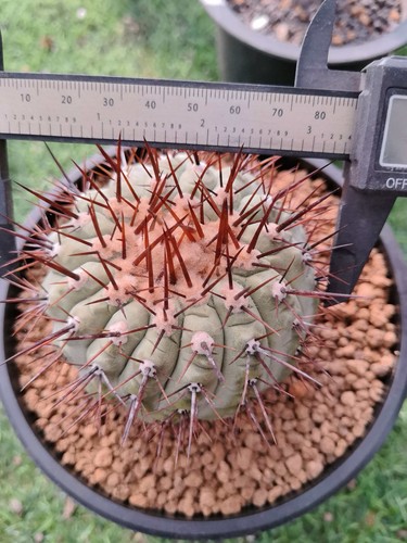 Vendita rara cactus - 8,5,