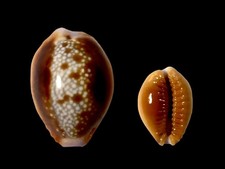 Cypraea helvola fort - helvola,,