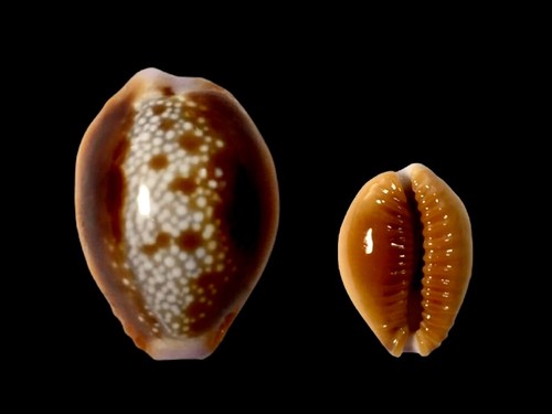 Cypraea helvola fort - cypraea, dauphin