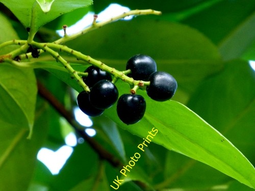 Photo 6x4 prunus laurocerasus - photo,