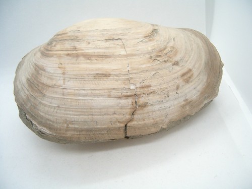 Grande conchiglia fossile - grande,