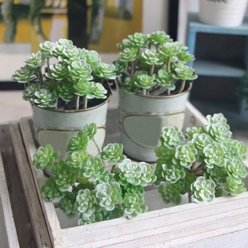 Succulente artificiali pvc - succulente,