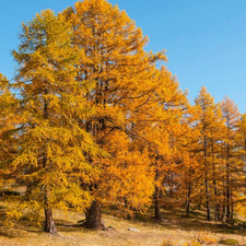 Live Japanese Larch Tree