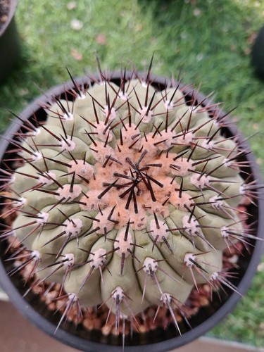Vendita rara cactus - 10, cm