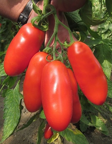 Semi seeds pomodoro - semi,