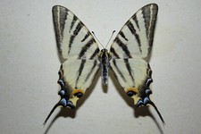 IPHICLIDES PODALIRIUS SSP SICILIA ITALIA , Papilionidae - Entomology - Butterfly