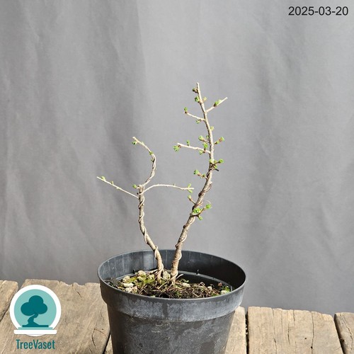 Bonsai larix decidua prebonsai - larix,