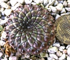 Cactus Plant--Sulcorebutia