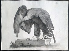 Stampa antica acquaforte