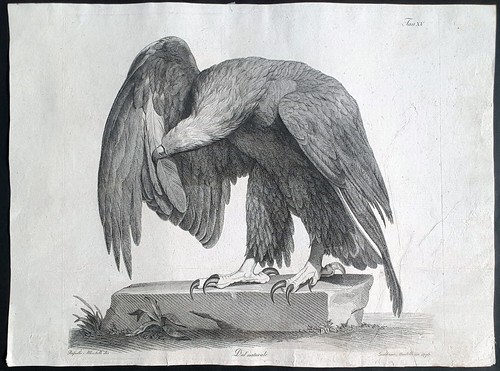 Stampa antica acquaforte