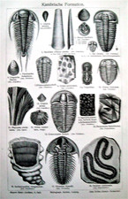 1902 Antique Lithographic