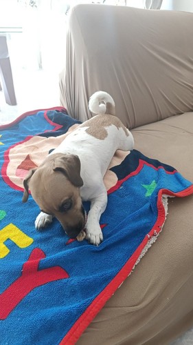 Cane regalo - in,