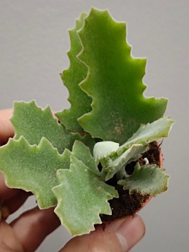 Kalanchoe foglia quercia - foglia, di