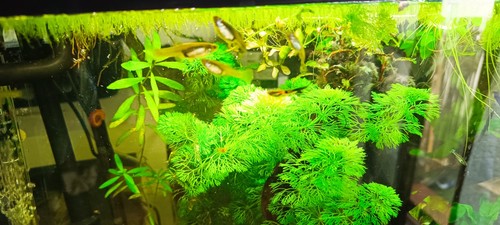 Guppy femmine mix - 10,