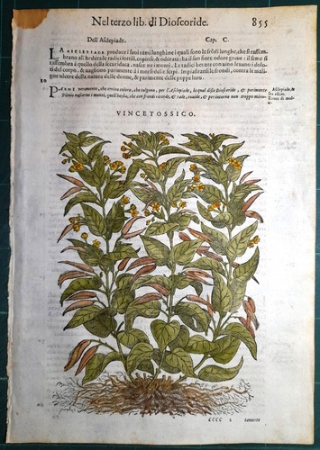 Stampa antica mattioli - stampa,