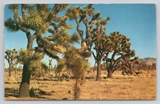 Postcard Joshua Trees Yucca