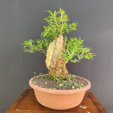 PRE BONSAI  DI MELOGRANO DA