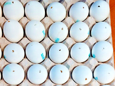 Uovo 20 gusci bianchi uova svuotate di gallina per decorazioni di Pasqua, Shell