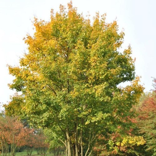 Acer campestre acero - campestre,
