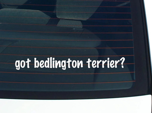 Got bedlington terrier - bedlington,