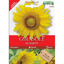 GIRASOLE SUNSPOT IN SEMI -