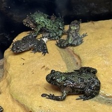 Fire-Bellied Toad (CB live
