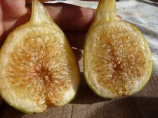 Roberts Golden Rainbow, Bens