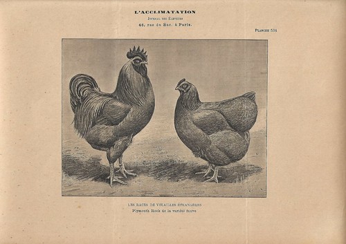 Stampa antica gallo gallina - gallo, e