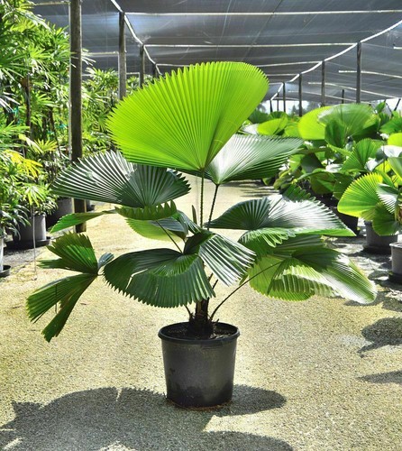 Licuala grandis vanuatu - grandis,,