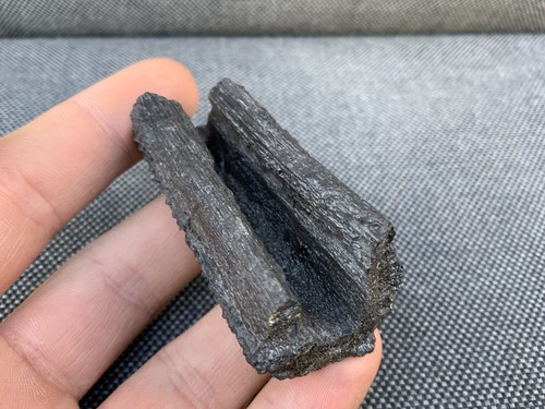 Fossil shark dorsal - dorsal, fin