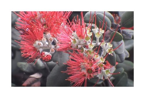 30x metrosideros excelsa - metrosideros,