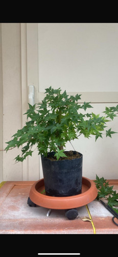 Bonsai acero palmato - bonsai,