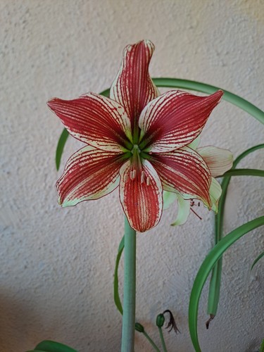 Hippeastrum lpn3 10 - lpn3, x