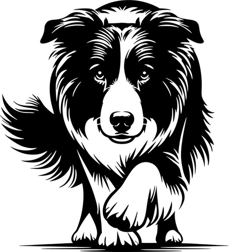 Adesivo border collie - adesivo,