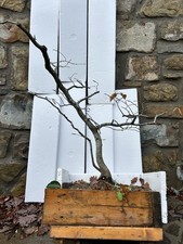Pre Bonsai Di Faggio Yamadori