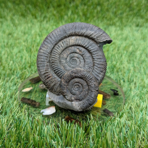 Dactylioceras ammonite fossil