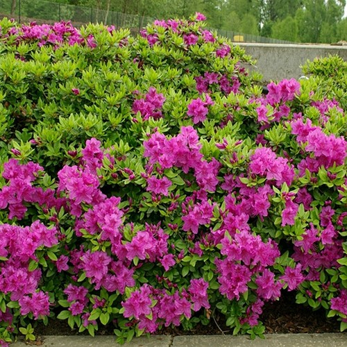 Arbusto ornamentale fiorito