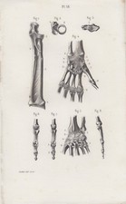 1853 Tavola anatomica, articolazioni della mano, scheletro
