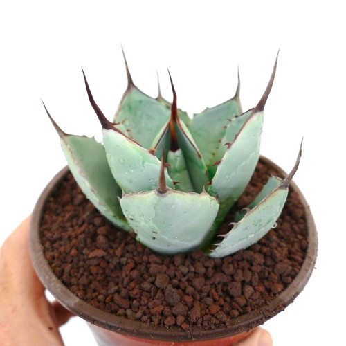 Agave parryi blue huntington