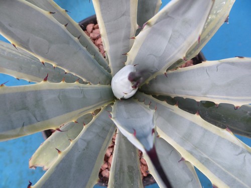 Agave macroacantha variegated - agave,