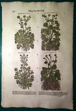 Stampa antica ERBARIO MATTIOLI MATTHIOLI RANUNCOLI botanica 1645 Antique print