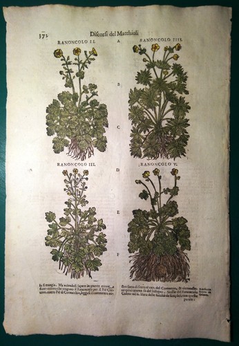 Stampa antica erbario - stampa,
