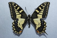 Historical sample - PAPILIO MACHAON SPHYRUS male - CALABRIA ITALY PAPILIONIDAE